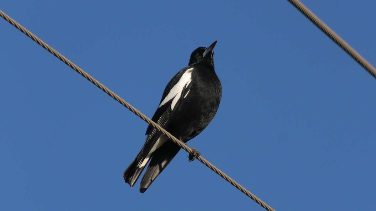 Australian Magpie - ML620525220