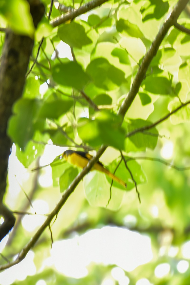 Minivet Escarlata - ML620525226