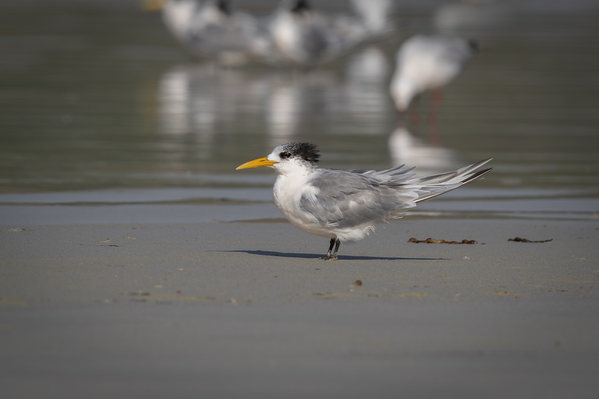 鳳頭燕鷗 - ML620525231