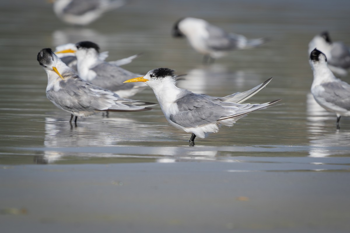 Great Crested Tern - ML620525232