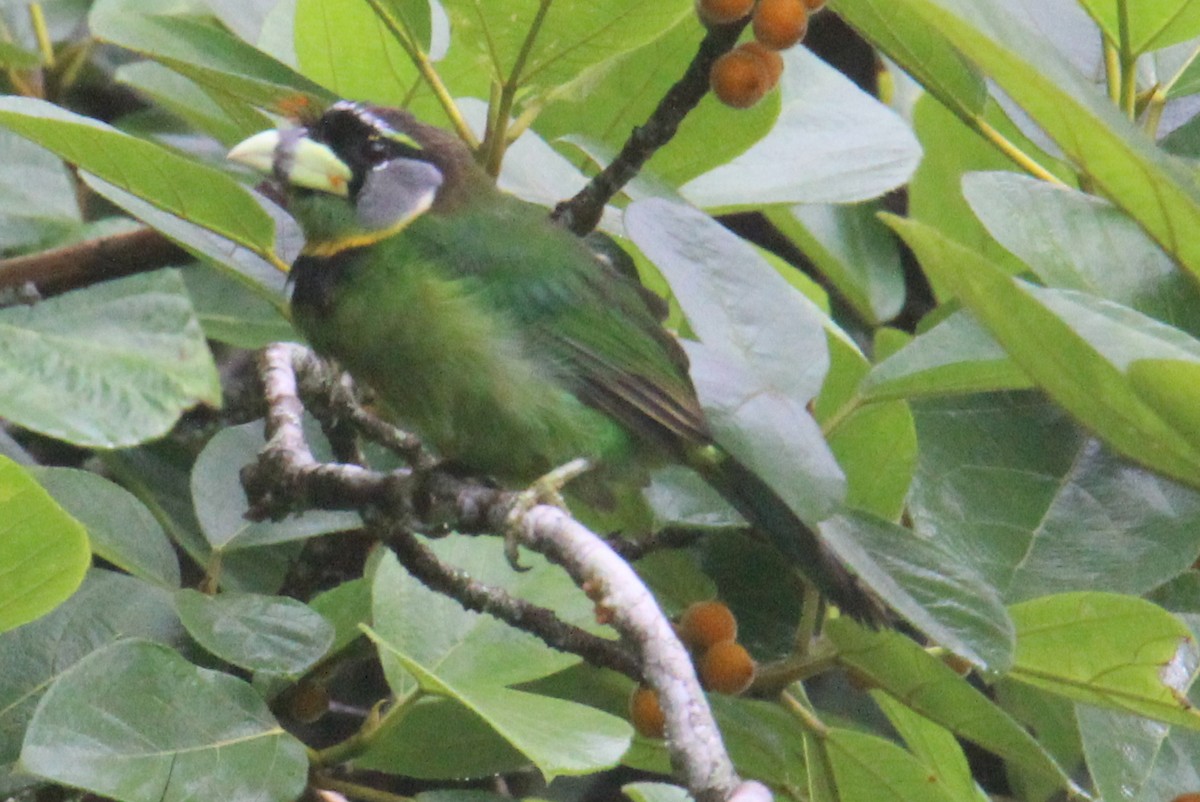 Fire-tufted Barbet - ML620525233