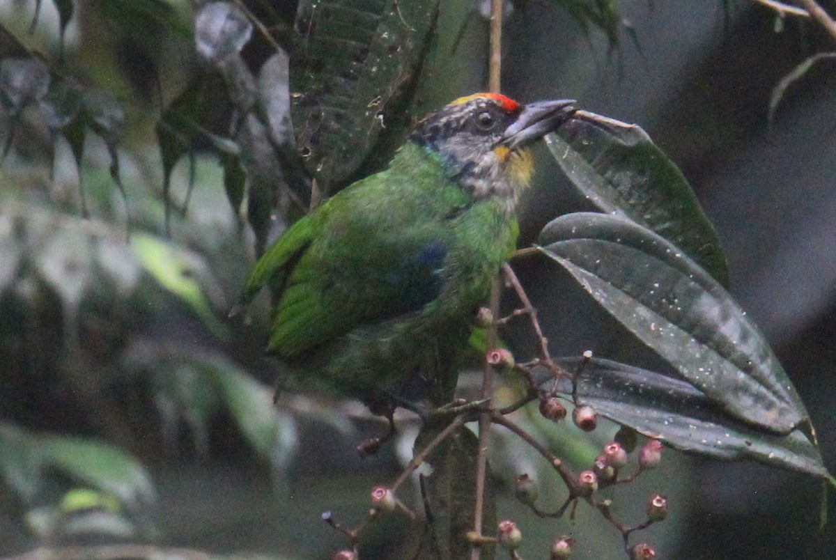 barbet žlutohrdlý - ML620525235