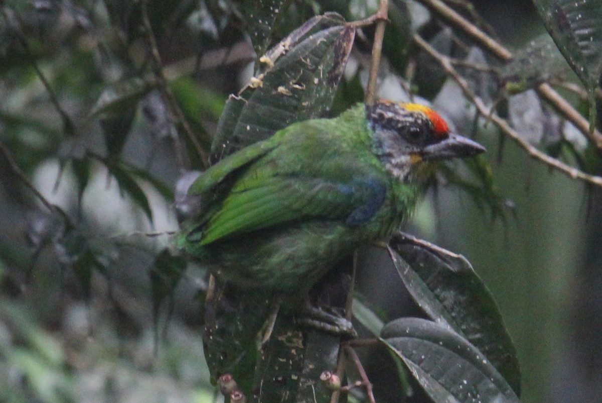 barbet žlutohrdlý - ML620525236