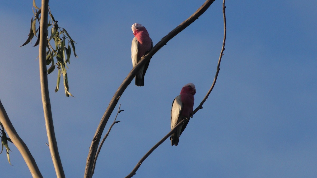 Cacatúa Galah - ML620525237