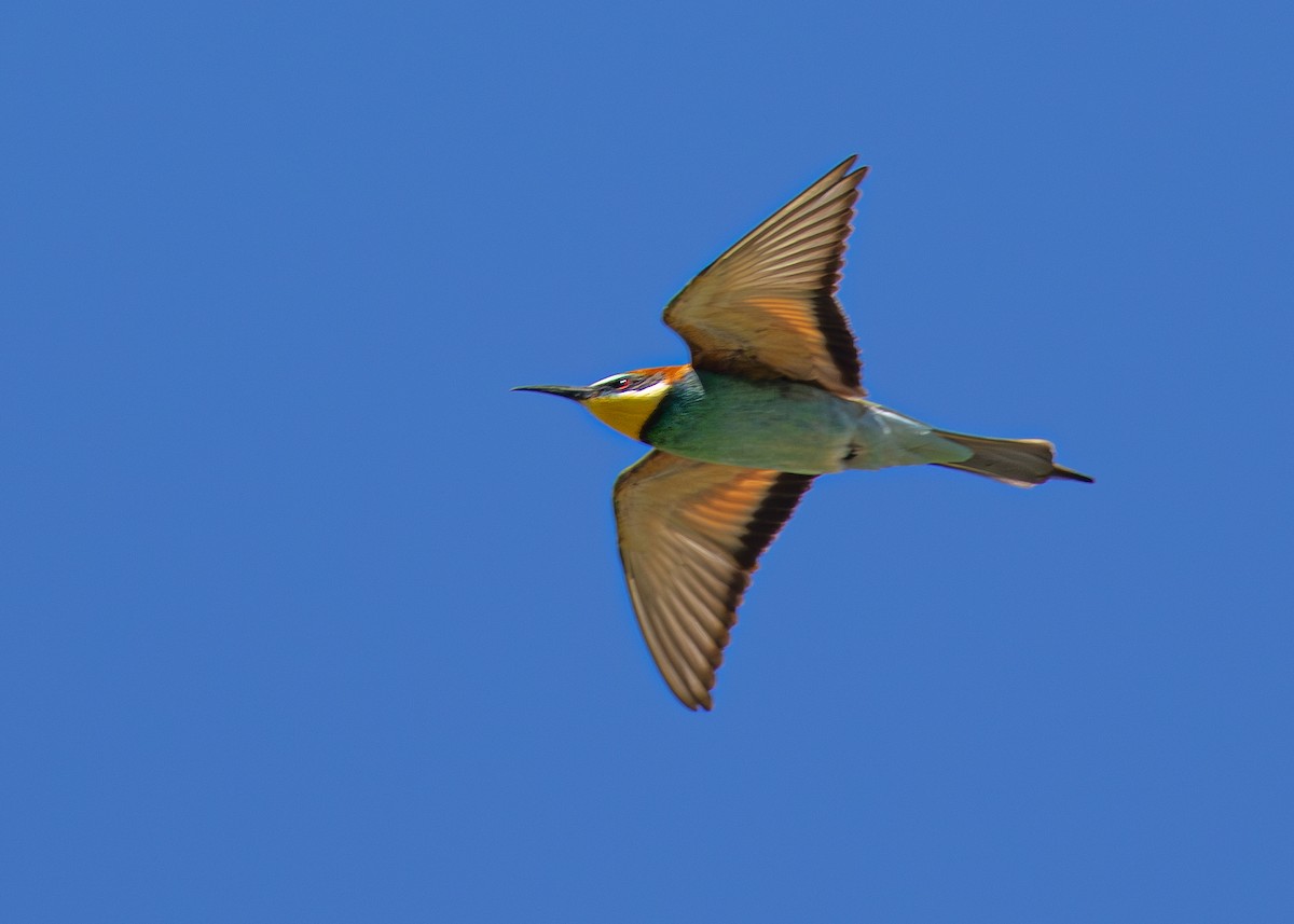 European Bee-eater - ML620525239