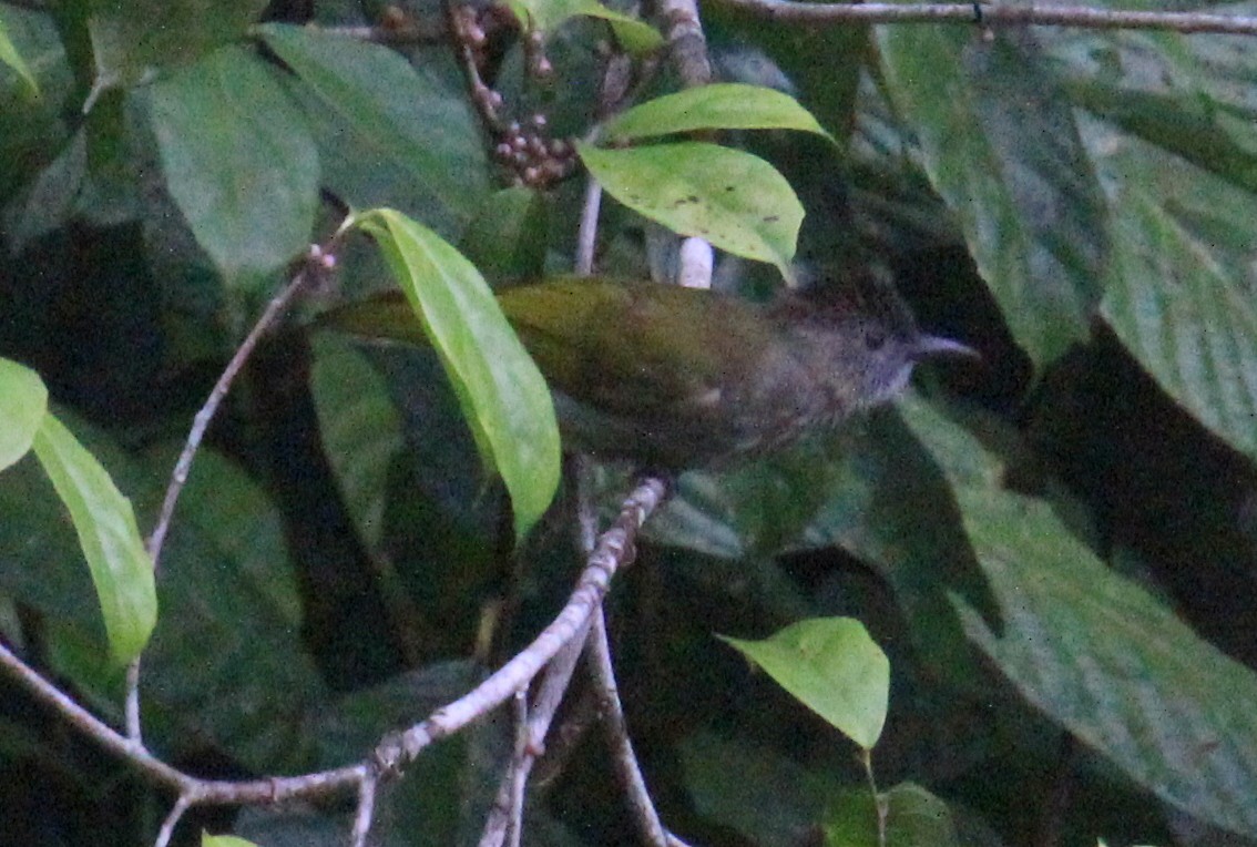 Bulbul de McClelland - ML620525240