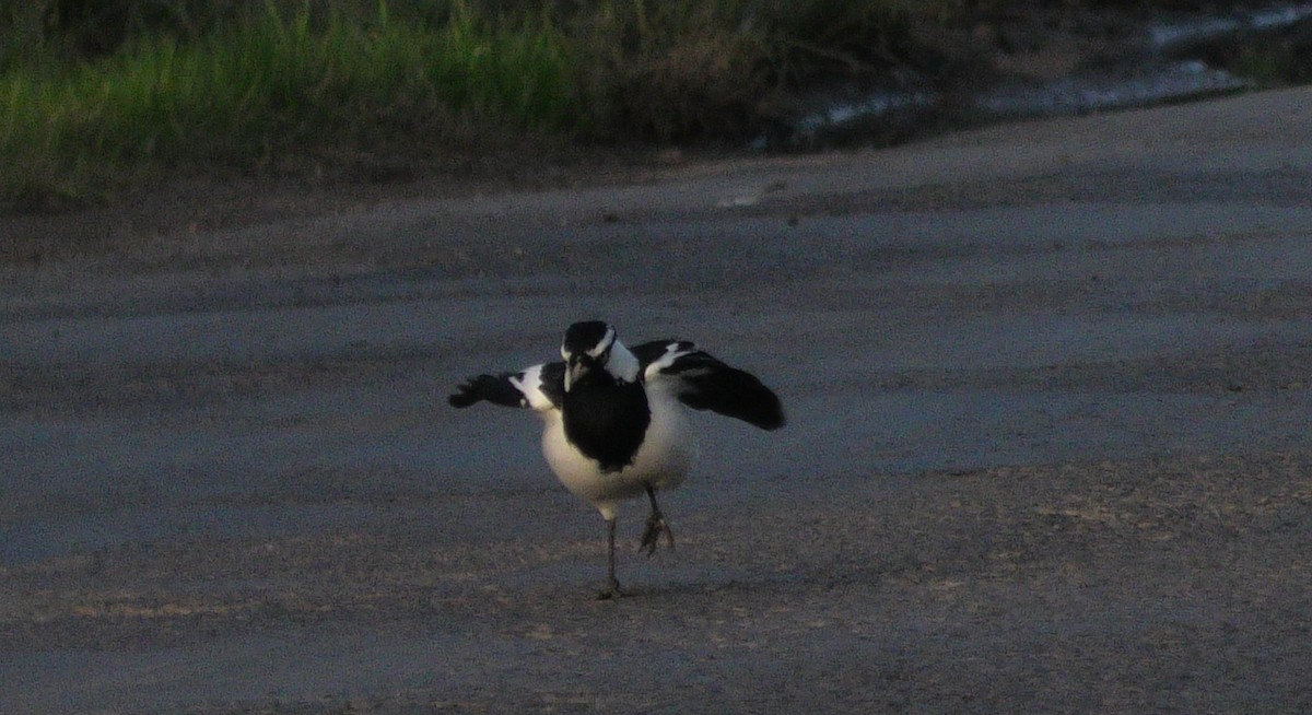 Magpie-lark - ML620525244