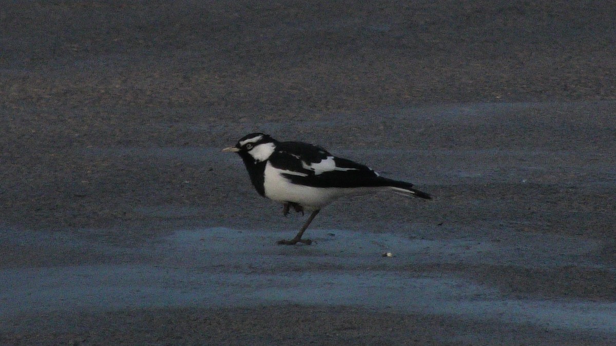 Magpie-lark - ML620525246