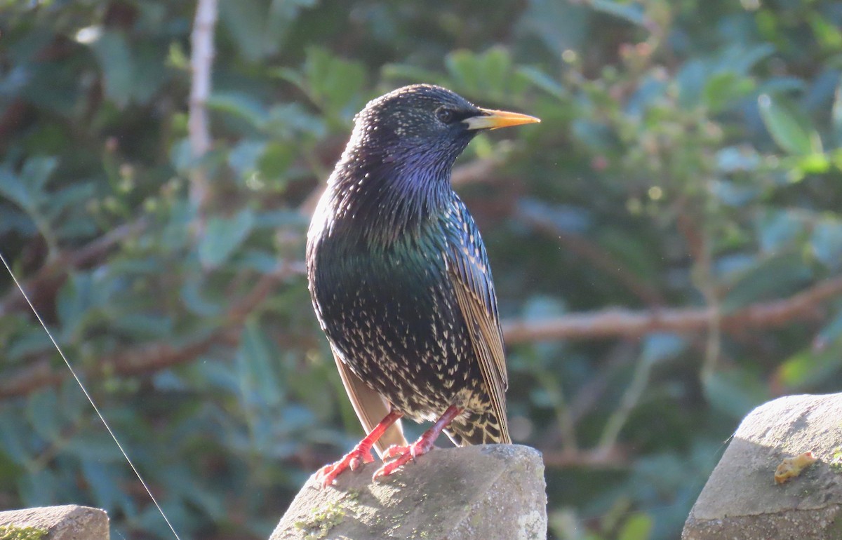 European Starling - ML620525252