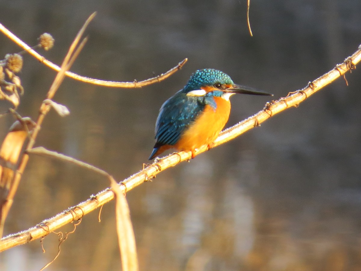 Common Kingfisher - ML620525257