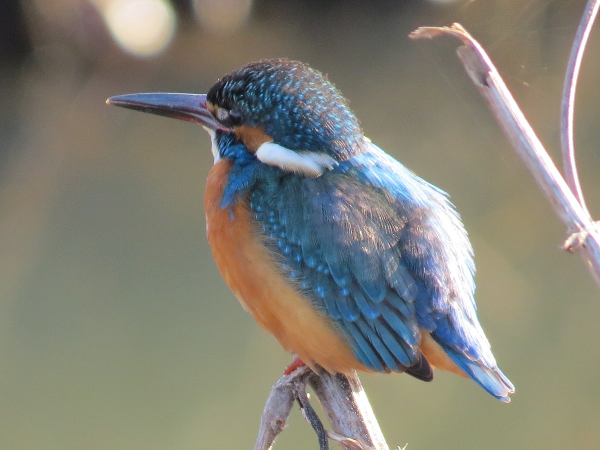 Common Kingfisher - Eric Haskell