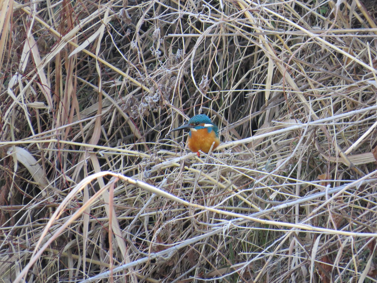 Common Kingfisher - ML620525259