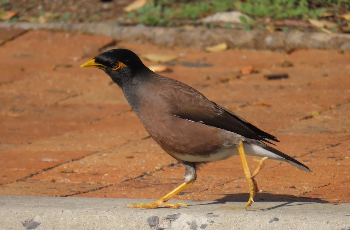 Common Myna - ML620525264