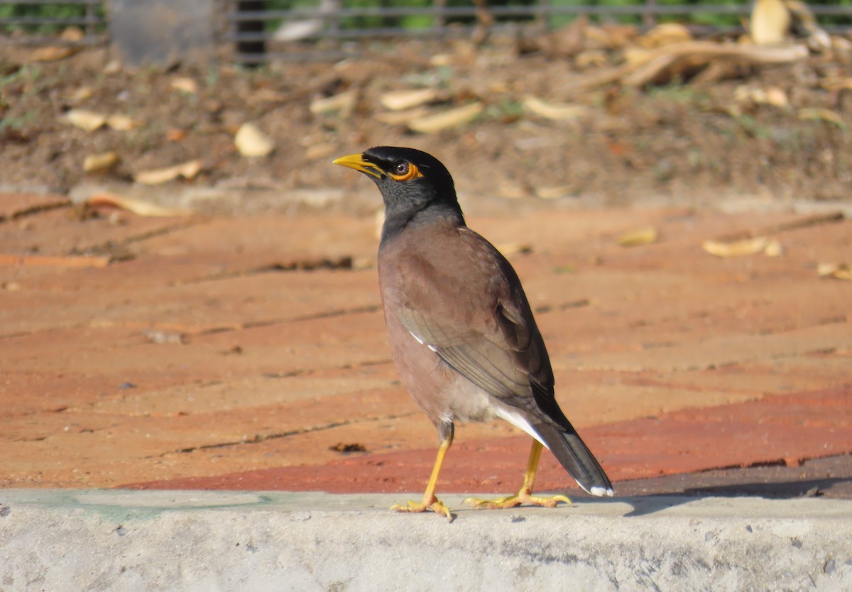 Common Myna - ML620525265