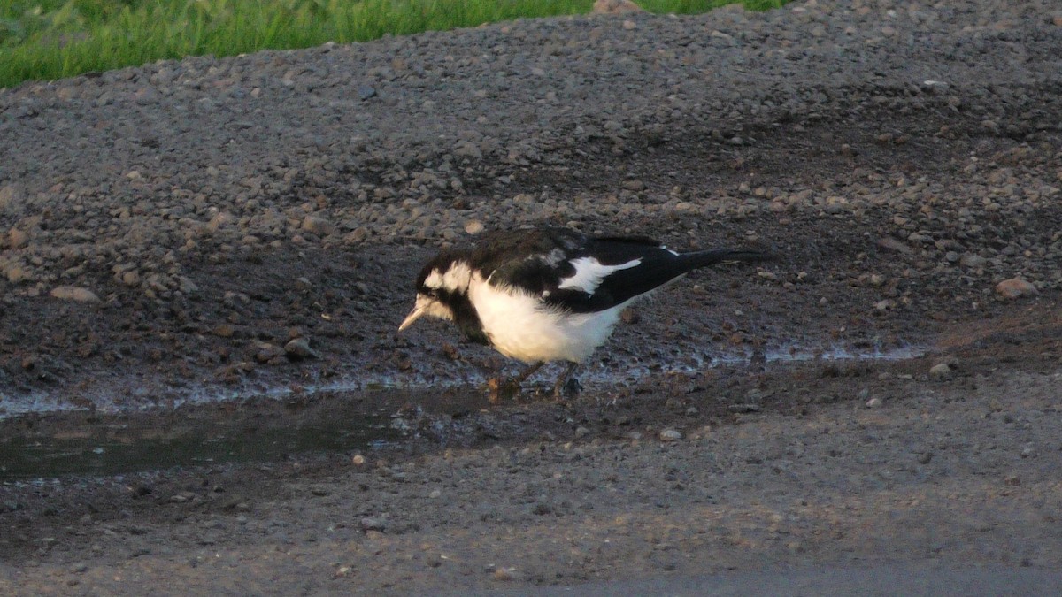 Magpie-lark - ML620525268