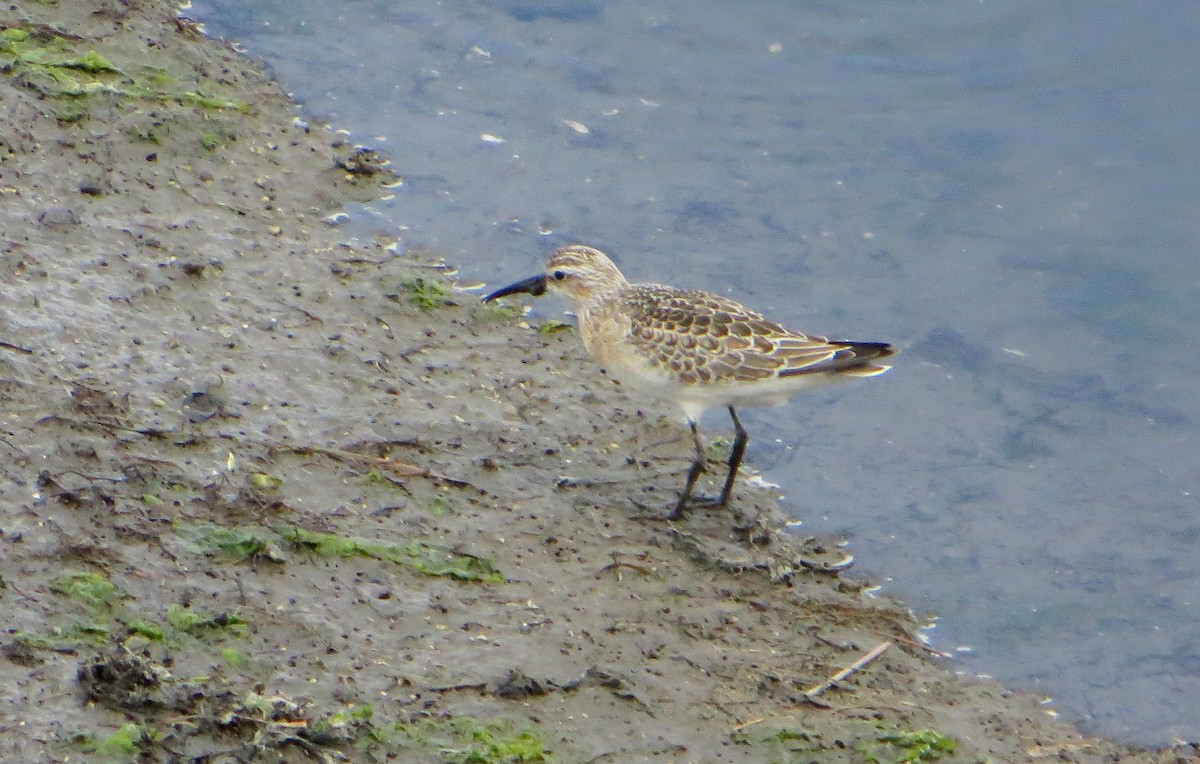 Curlew Sandpiper - ML620525273