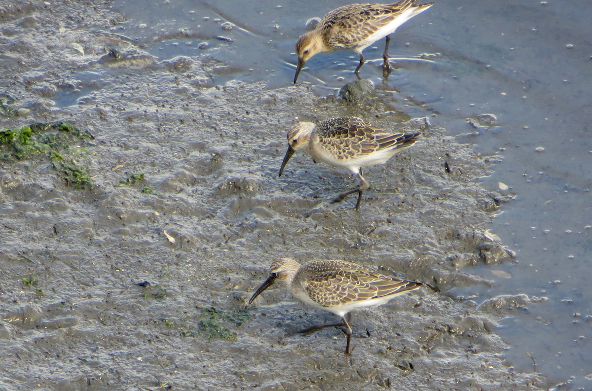 Curlew Sandpiper - ML620525274