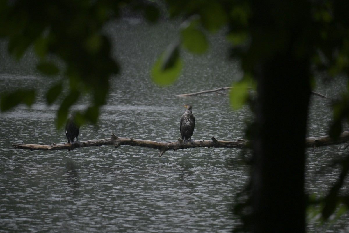 Great Cormorant - ML620525284