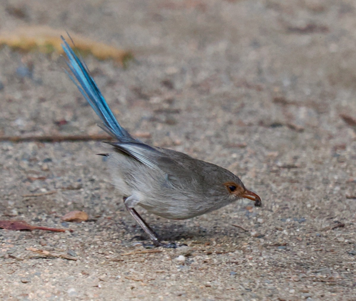 Splendid Fairywren - ML620525288