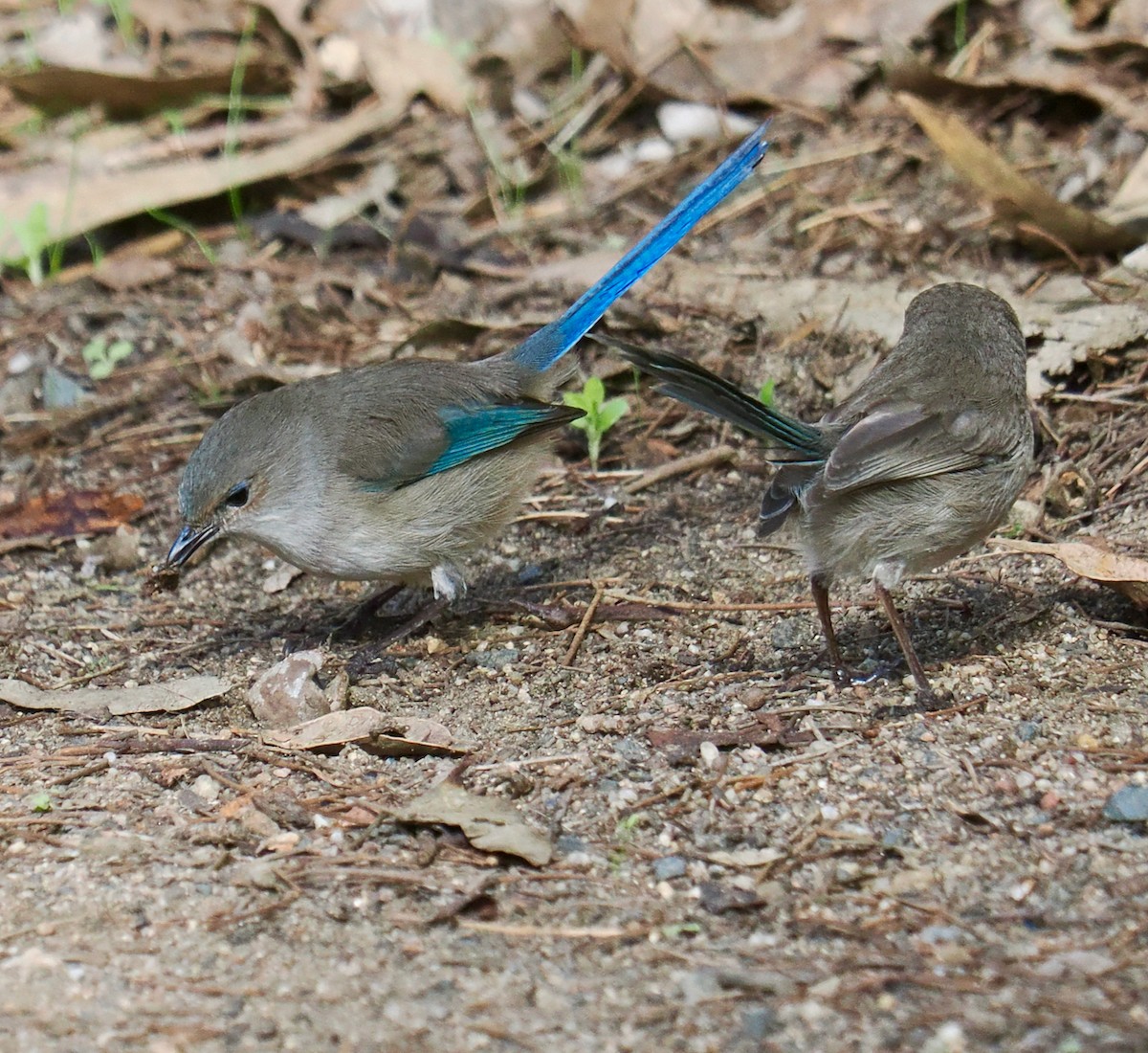 Splendid Fairywren - ML620525290