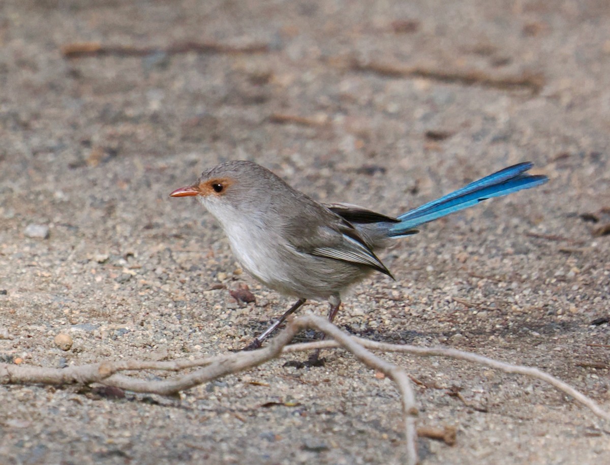 Splendid Fairywren - ML620525291