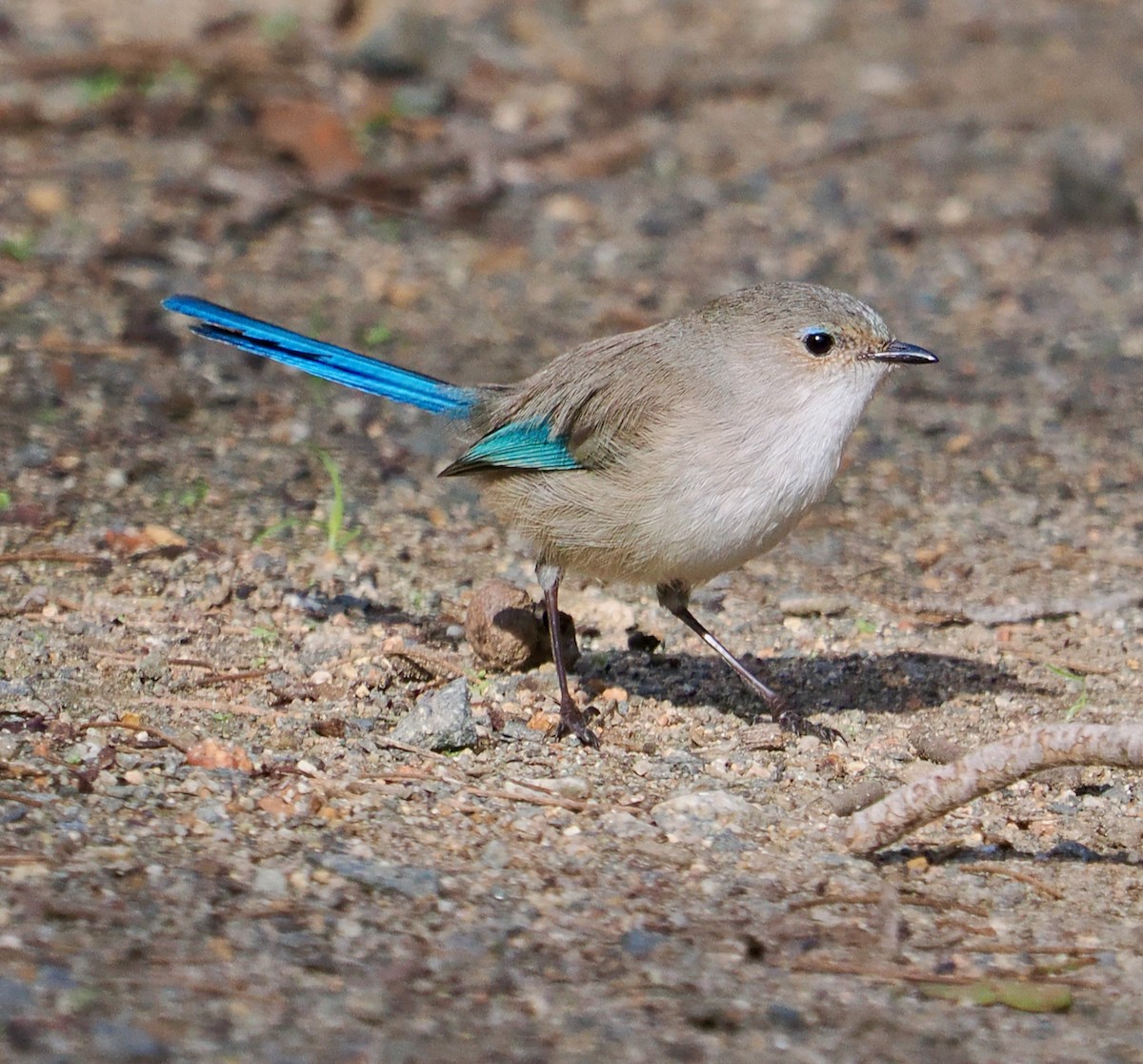 Splendid Fairywren - ML620525292