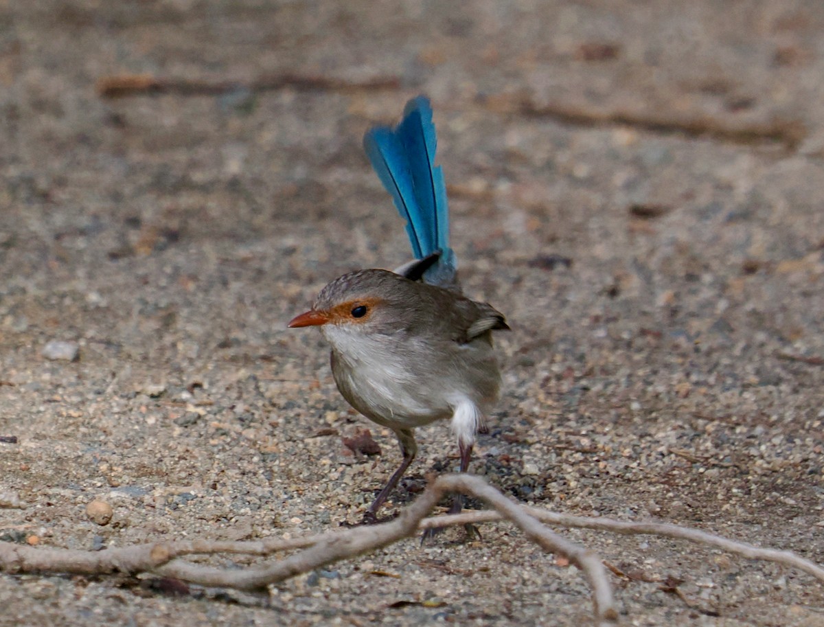 Splendid Fairywren - Ken Glasson