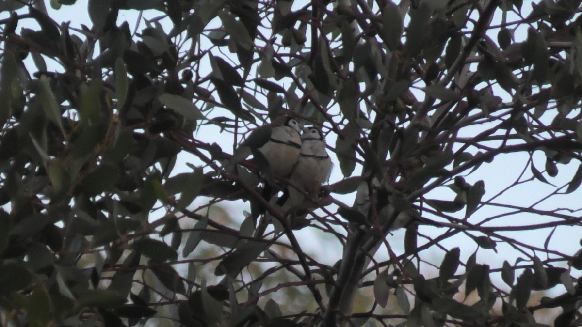 Double-barred Finch - ML620525297