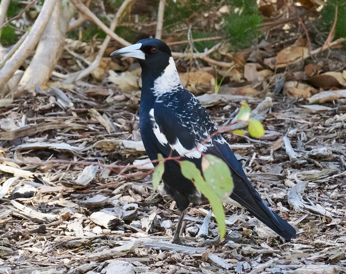 Australian Magpie (Western) - ML620525304