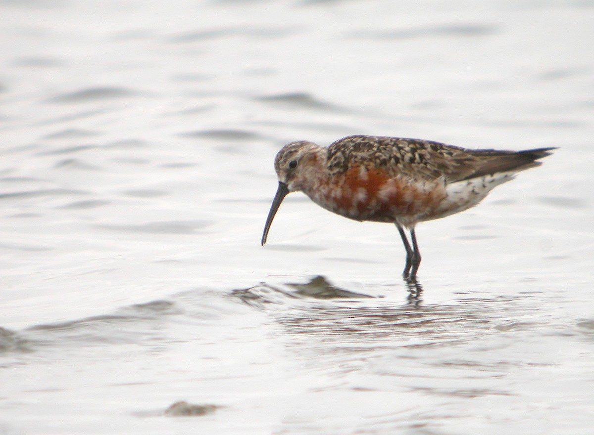 Curlew Sandpiper - ML620525306