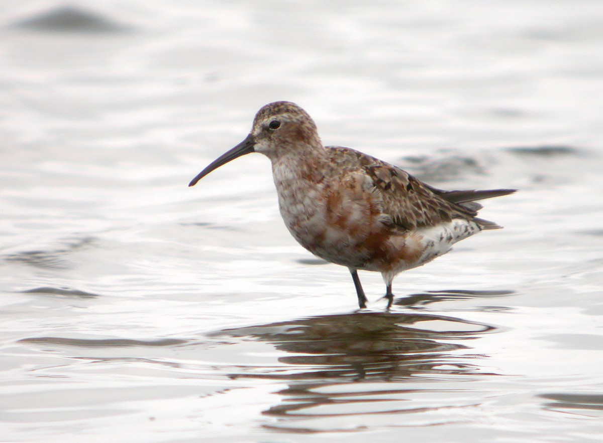 Curlew Sandpiper - ML620525307