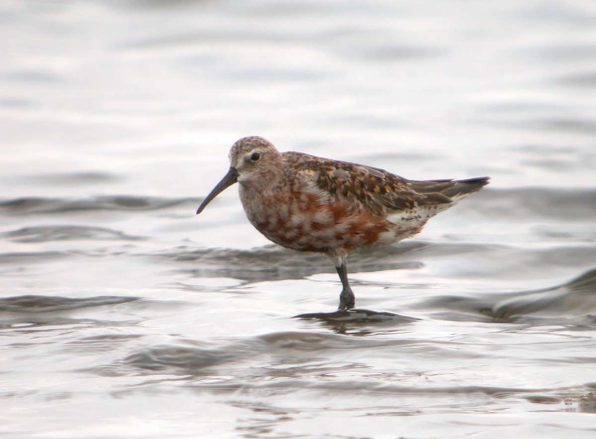 Curlew Sandpiper - ML620525309