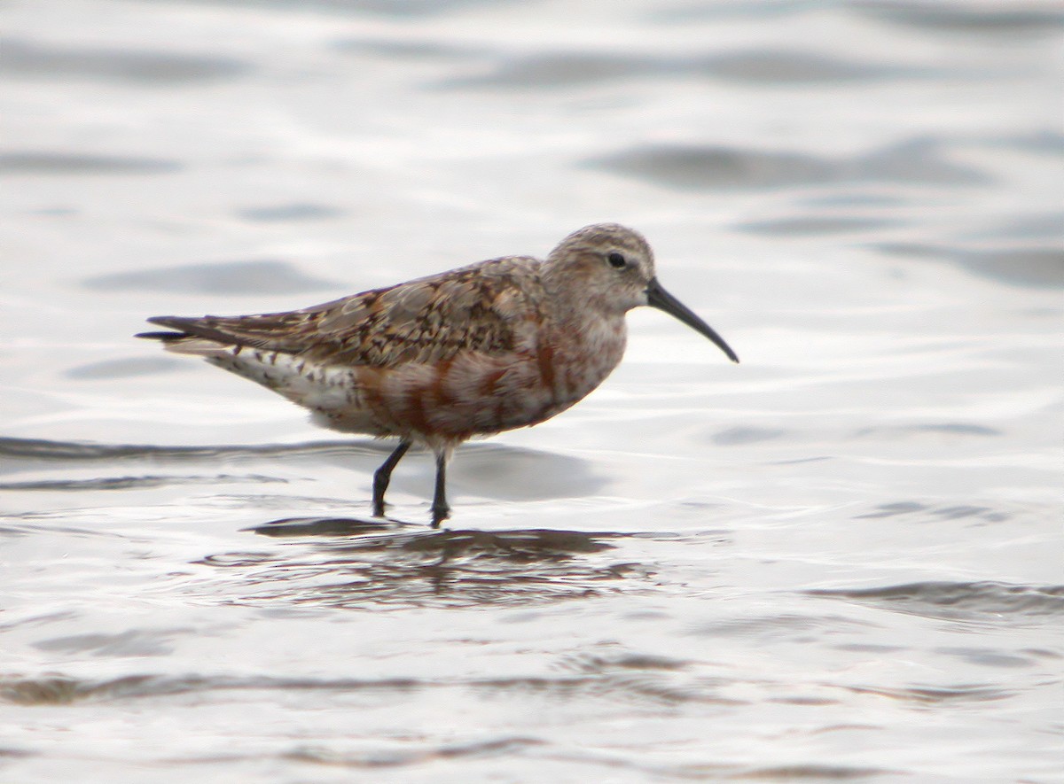 Curlew Sandpiper - Delfin Gonzalez