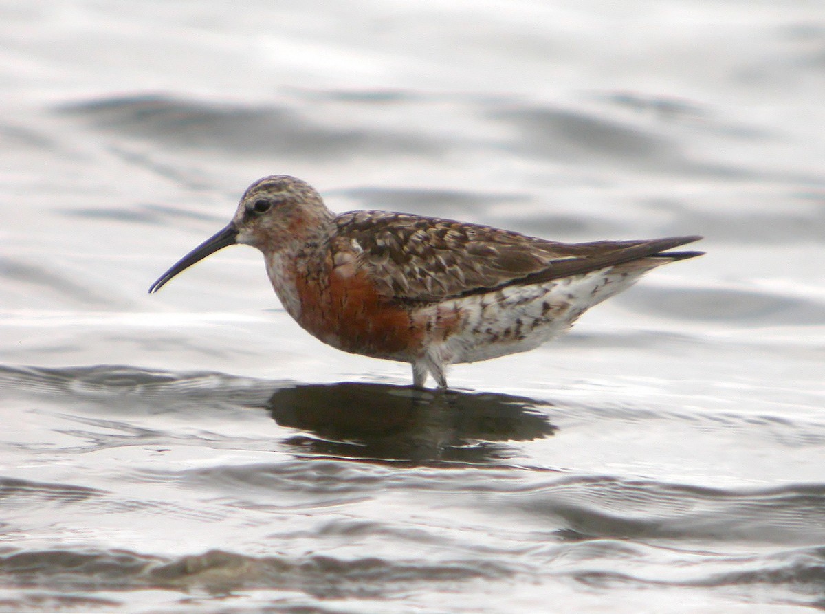 Curlew Sandpiper - ML620525311