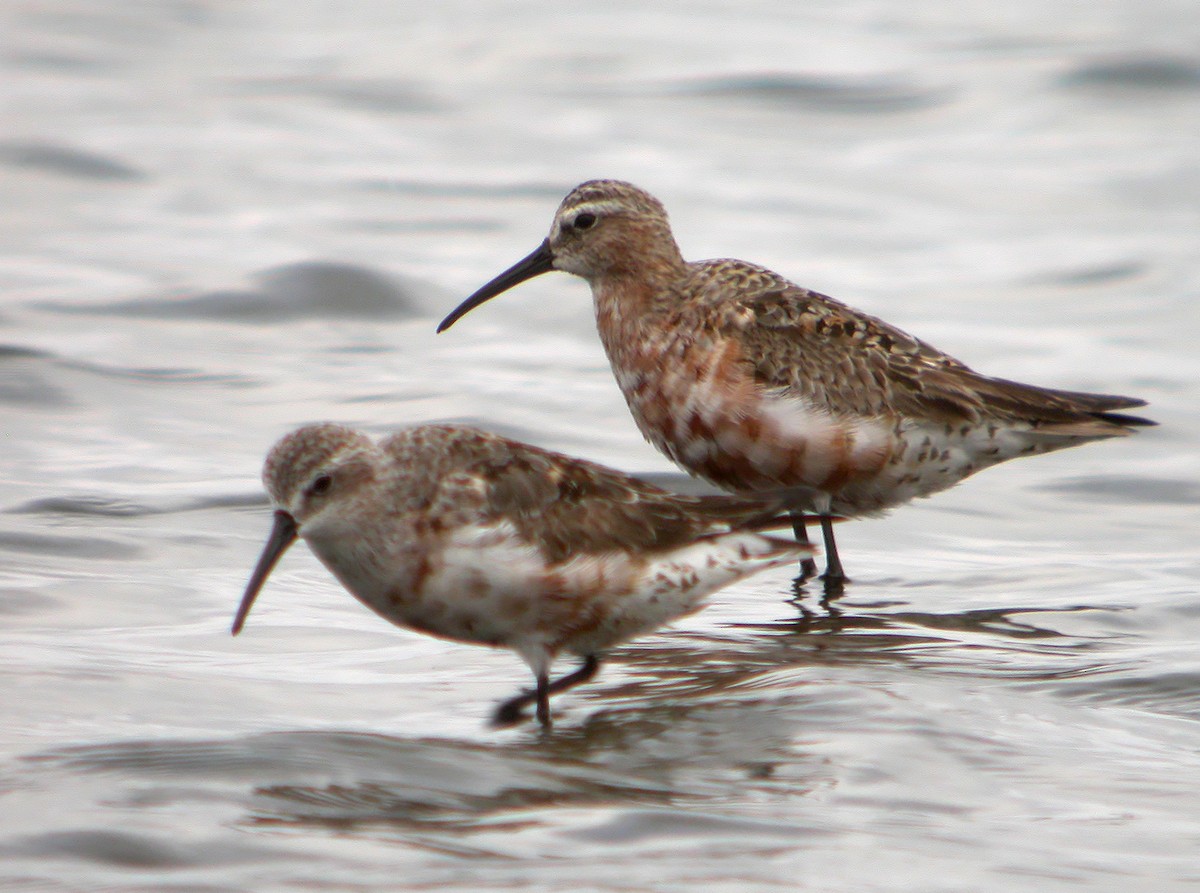 Curlew Sandpiper - ML620525314