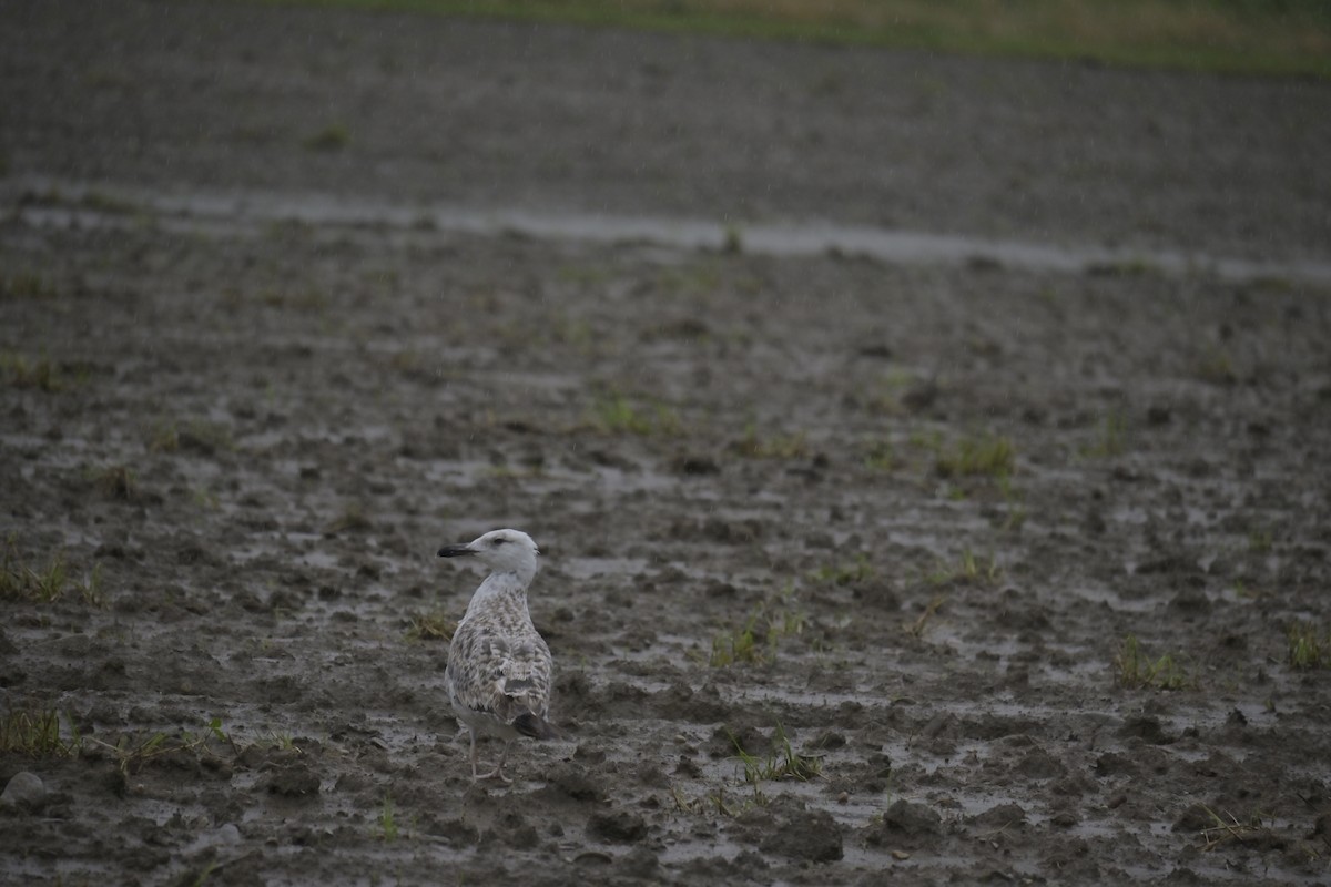 tanımsız Larus sp. - ML620525317