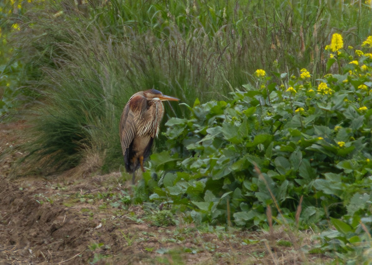 Purple Heron - ML620525322