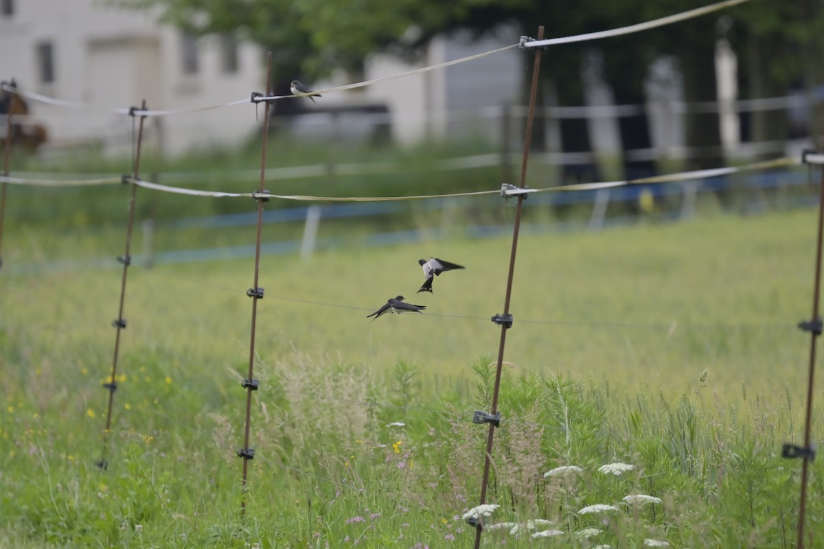 Barn Swallow - ML620525323