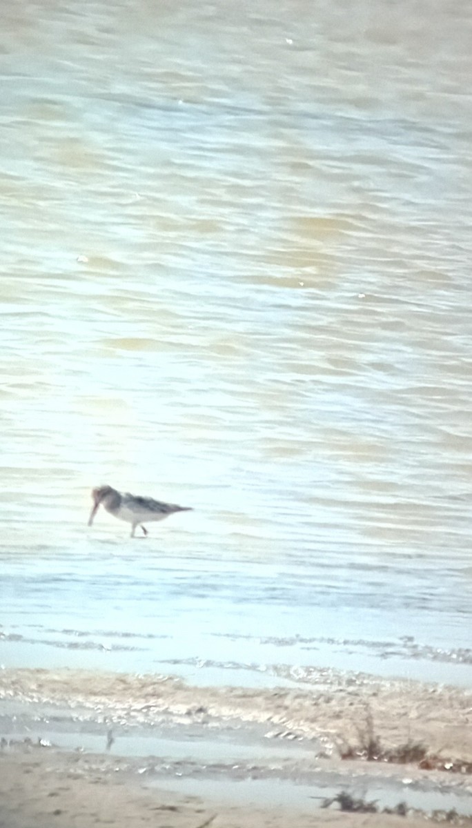 Broad-billed Sandpiper - ML620525324