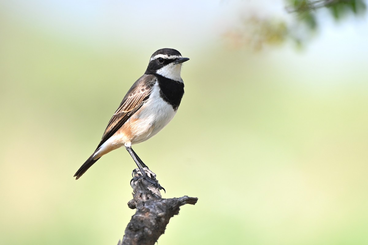 Capped Wheatear - ML620525327