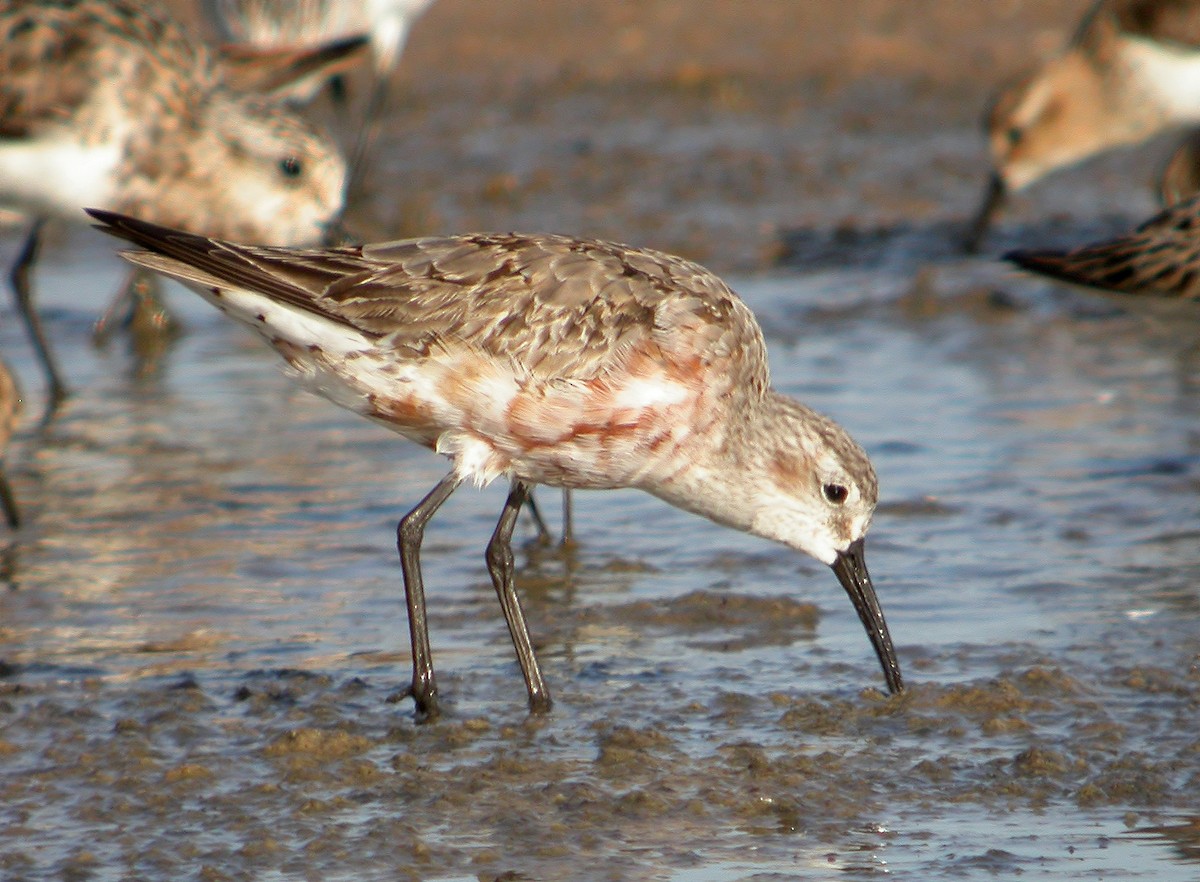 Curlew Sandpiper - ML620525328