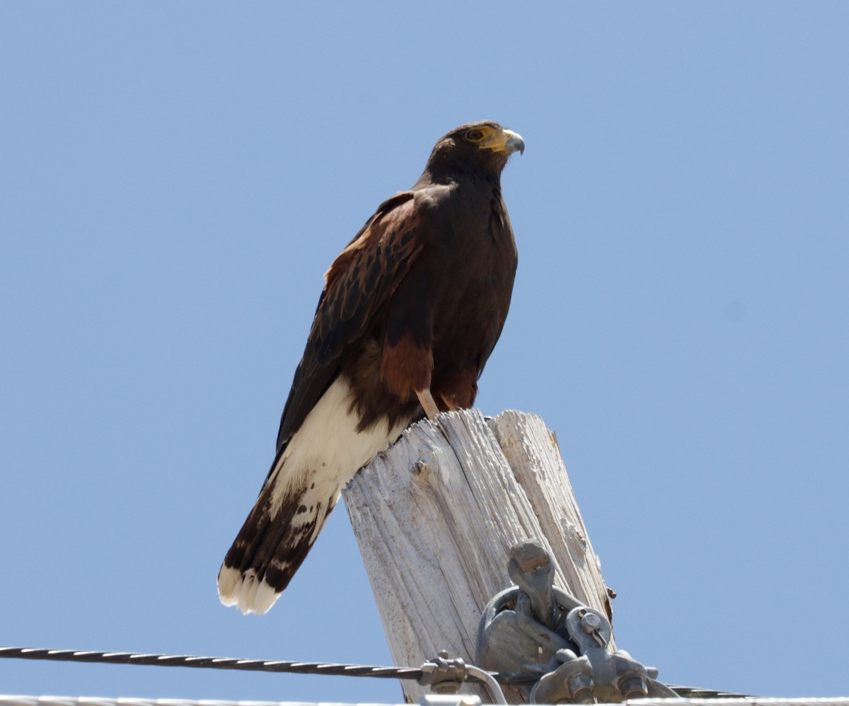 Harris's Hawk - ML620525330