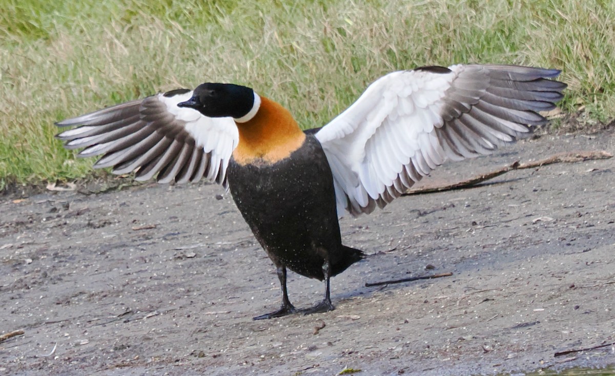 Australian Shelduck - ML620525333