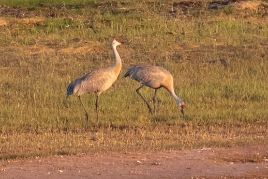 Sandhill Crane - ML620525334