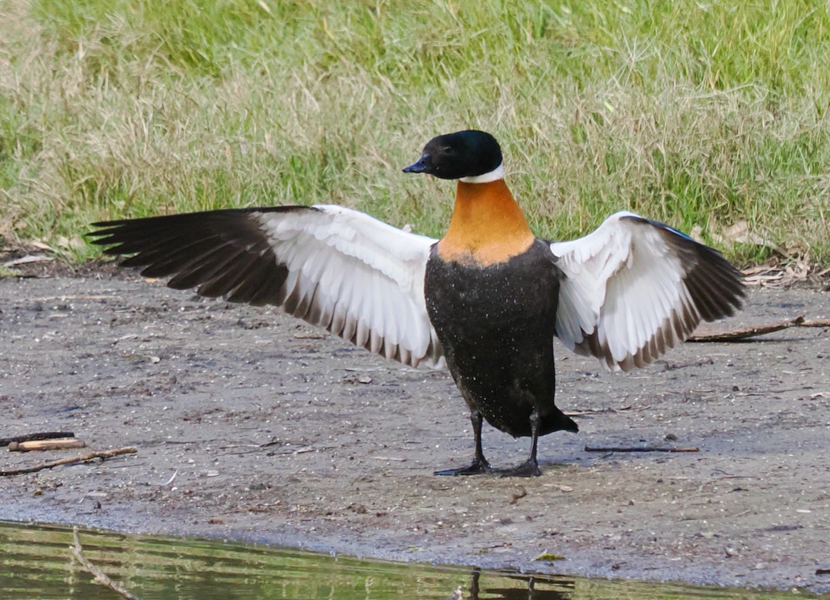 Australian Shelduck - ML620525335