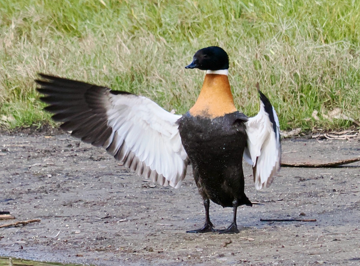 Australian Shelduck - ML620525336