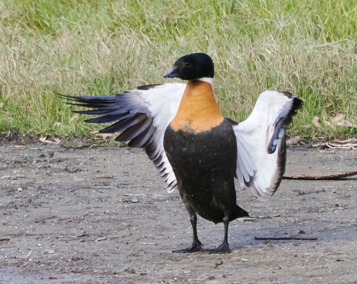 Australian Shelduck - ML620525337