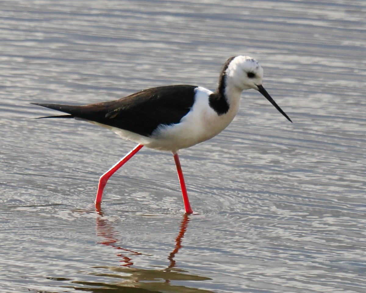 Pied Stilt - ML620525338