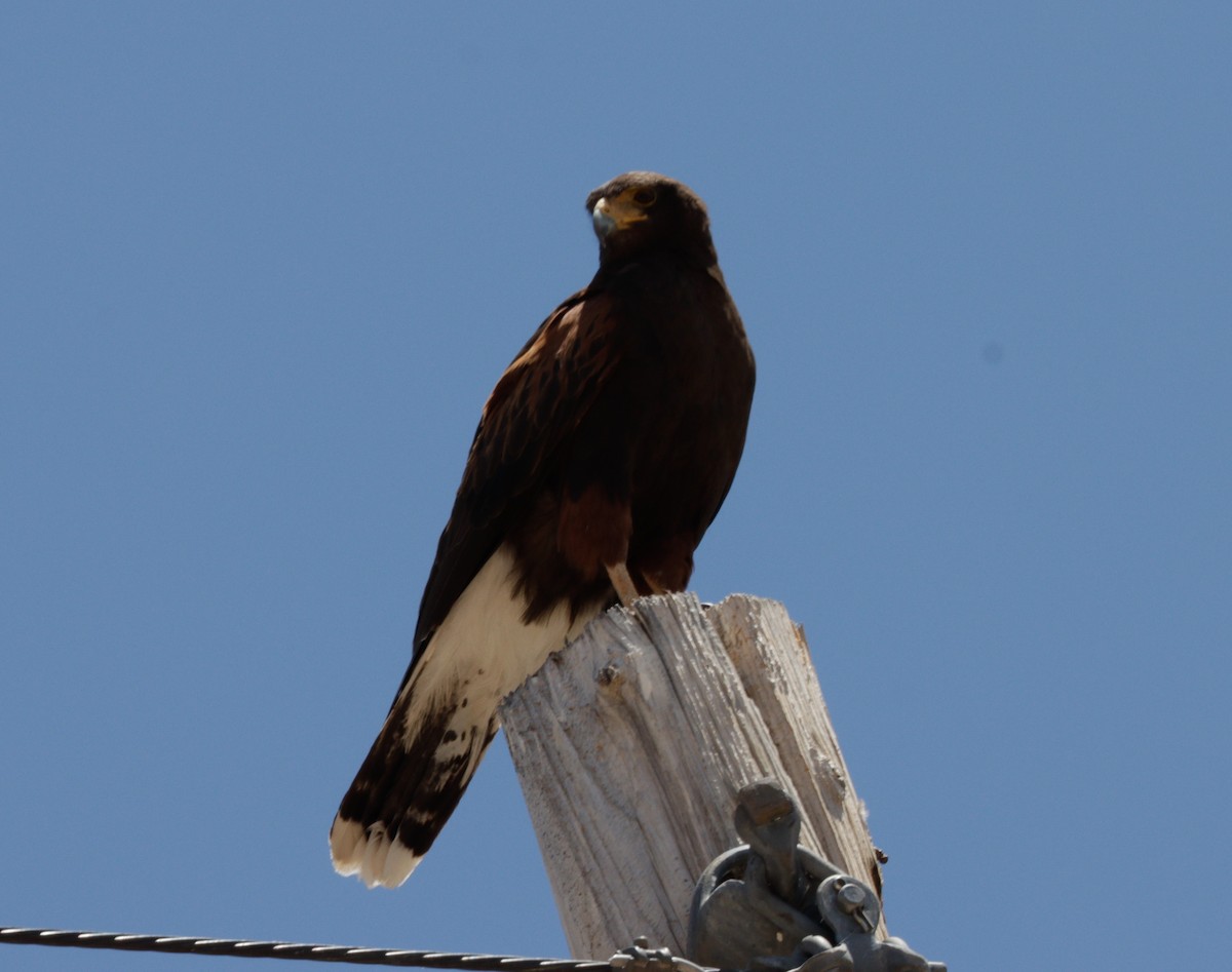 Harris's Hawk - ML620525339