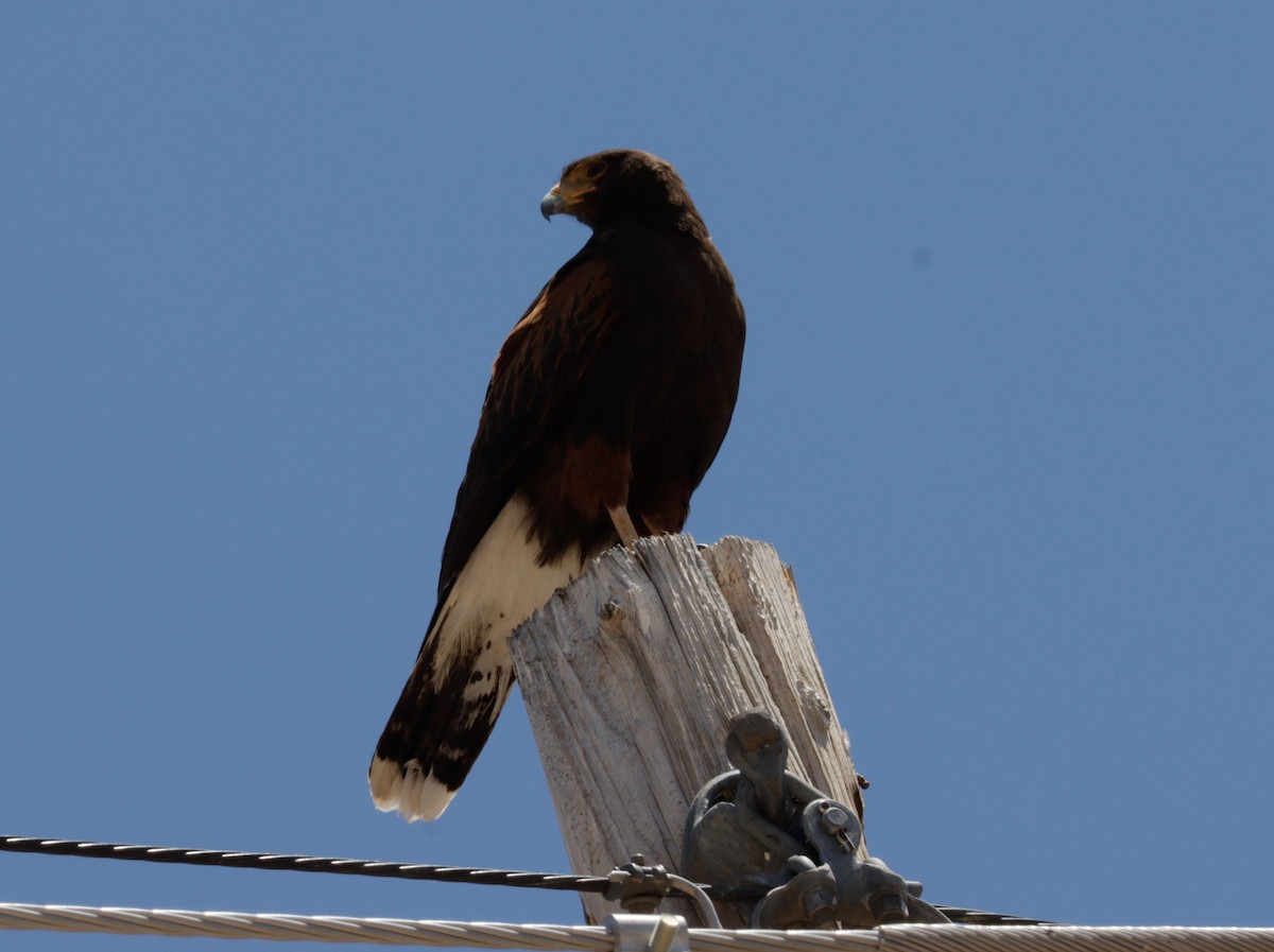 Harris's Hawk - ML620525341